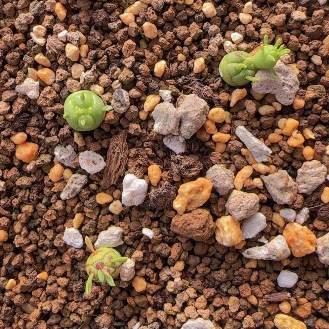 K***n块根植物块根植物