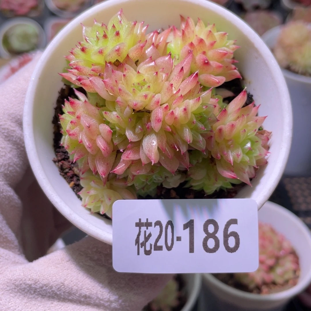 花利美20-186麦秆群