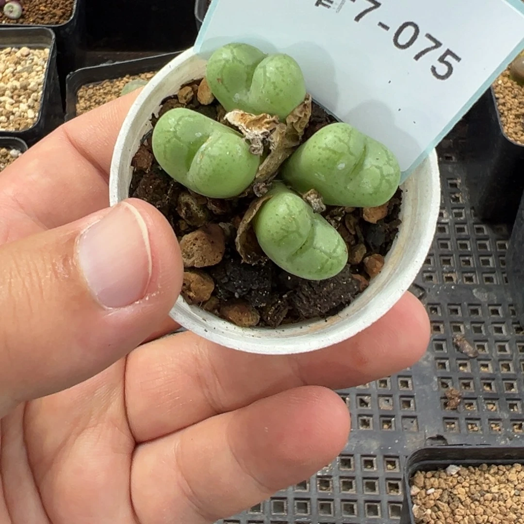 7-75肉锥多肉植物