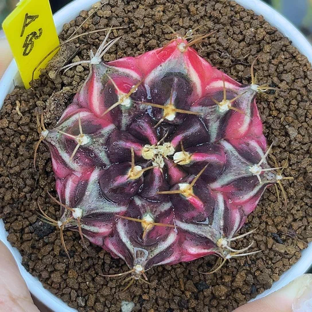 A80 泰系米哈锦 带盆土发货