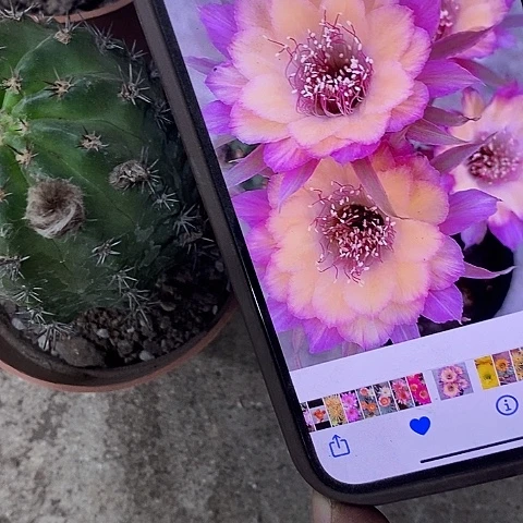 极光丽花，26789999
