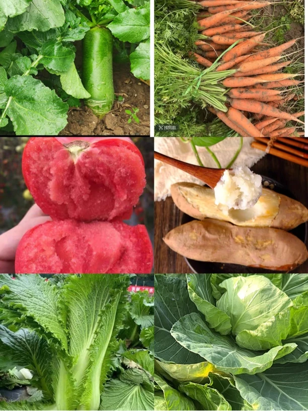 天津本地菜，蔬菜随意拼