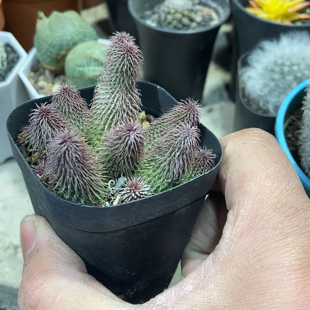 阿修罗一物一拍，