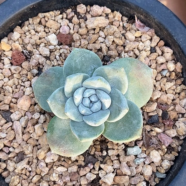 厚叶大玫瑰叶满根