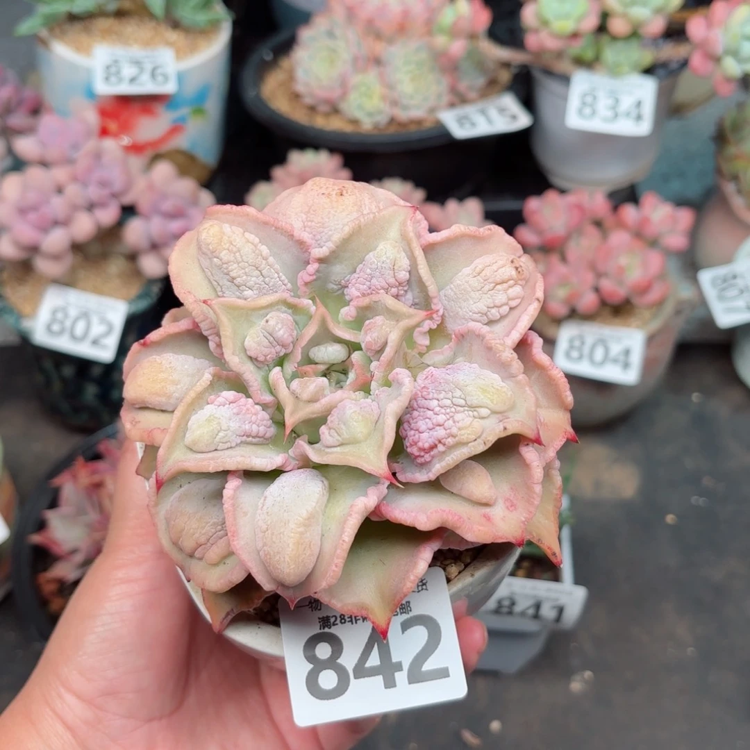 留财饺子皮无盆土发货
