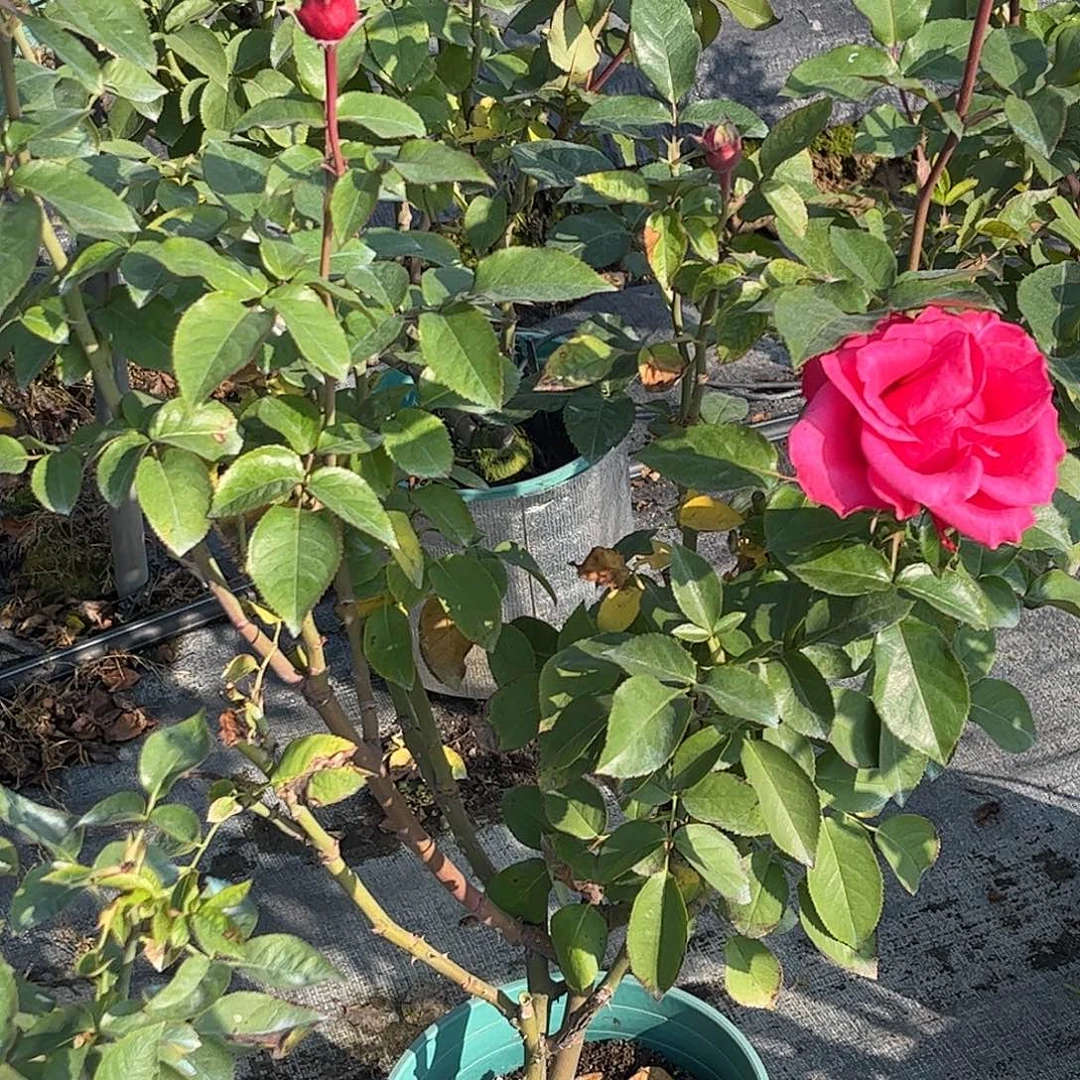 无花朵Vip pink2，1.8加仑土球发货