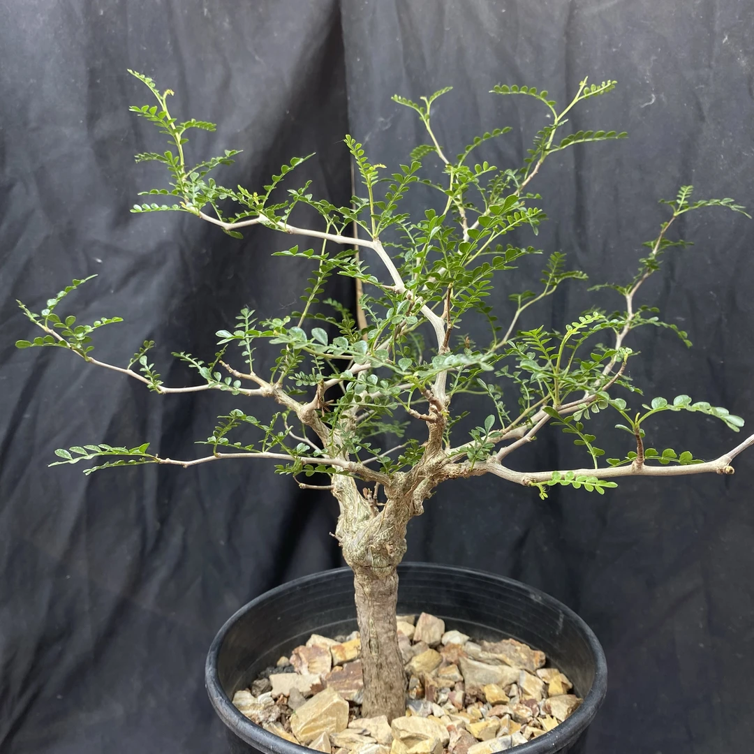 仙人球块根一物一拍 855号象足漆树 冠幅30cm 高度15cm