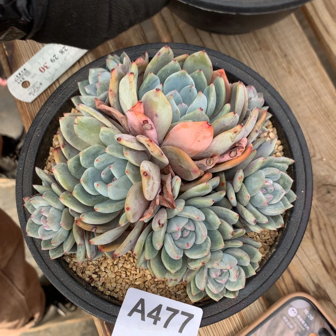 A477售后范围，收货7元，录开箱视频