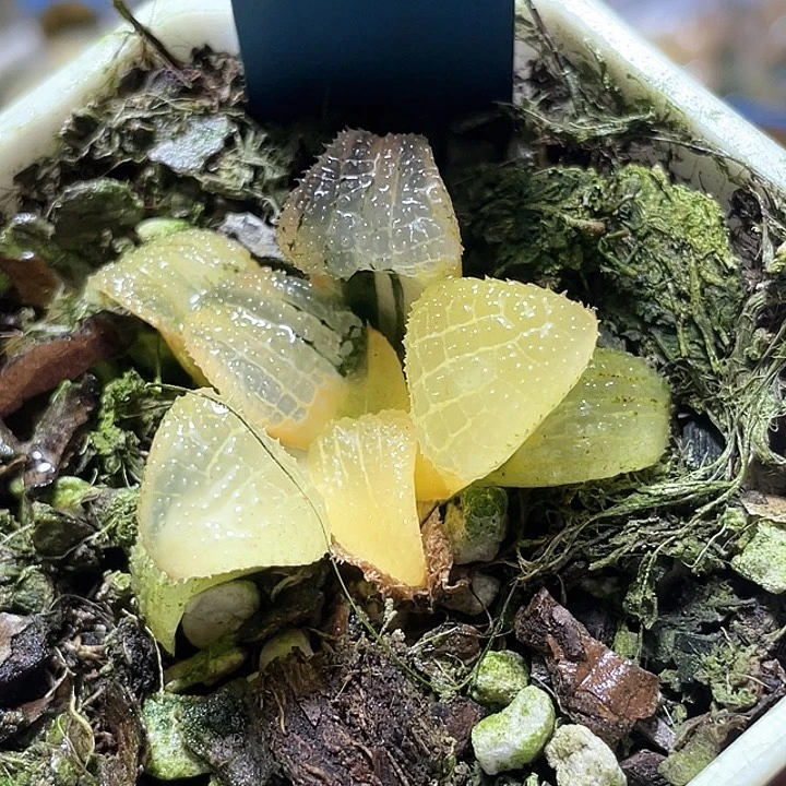 527天空之镜锦chaofuli