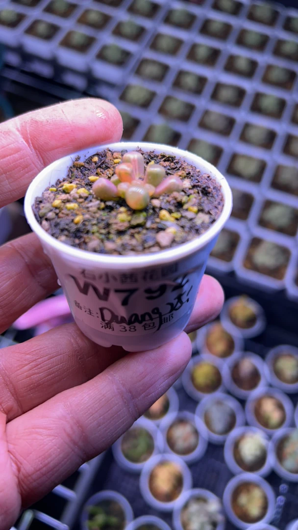 Duang-五十铃玉锦-多肉植物