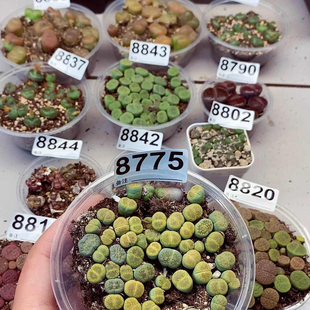 8775花迷巴黎龙卡咯