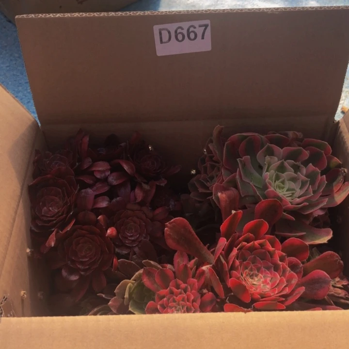 冷***知法师多肉植物组合667