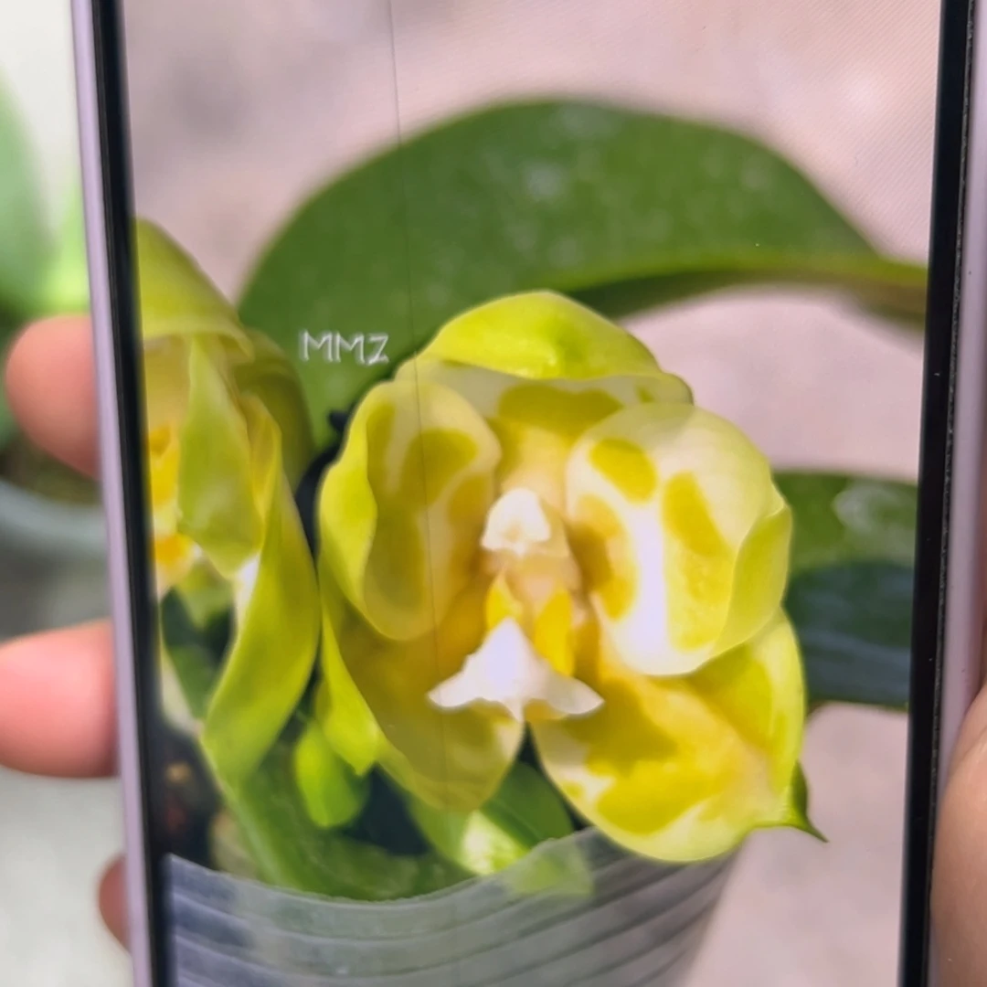 当前无花栽培后可以开花绿巨人