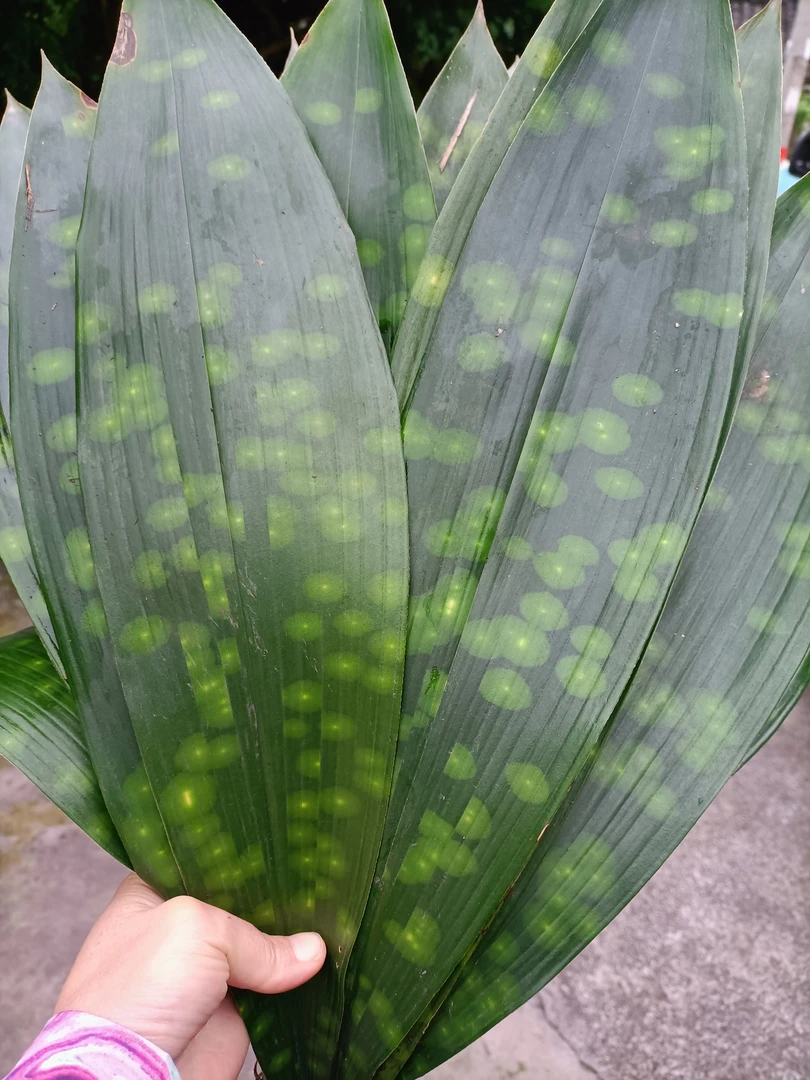 四川峨眉山仙山无污染端午必备包粽子的一叶兰新鲜粽叶