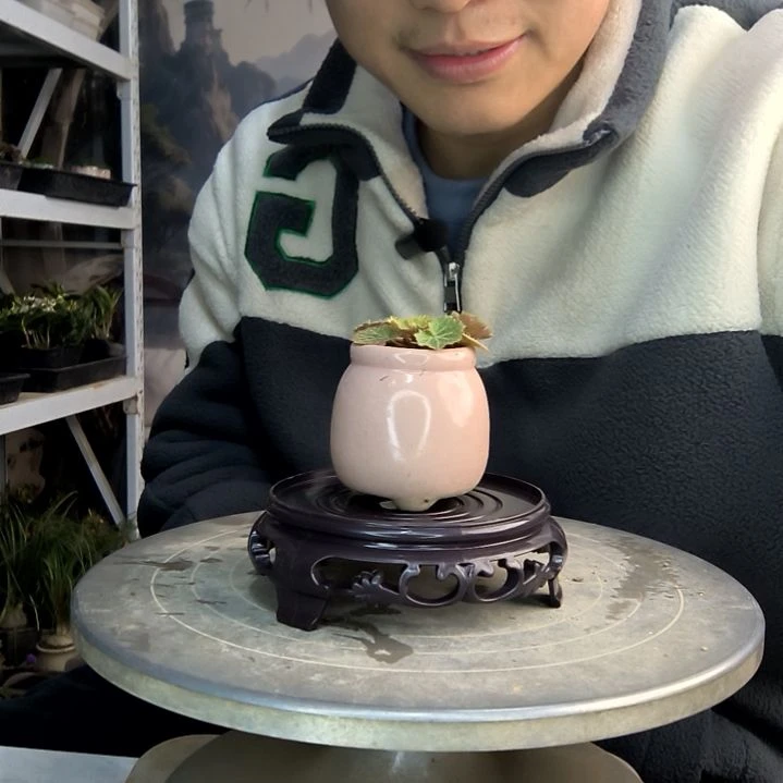 ?****用小盆景小植物一物一拍158