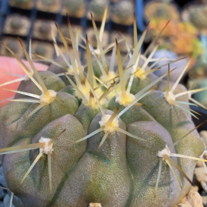 孤龙实生展会捡漏