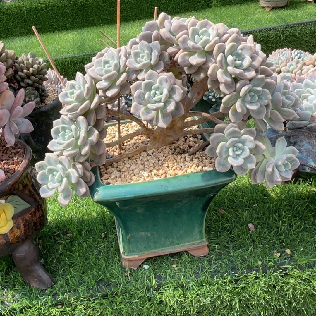 翰林院大哥克洛伊