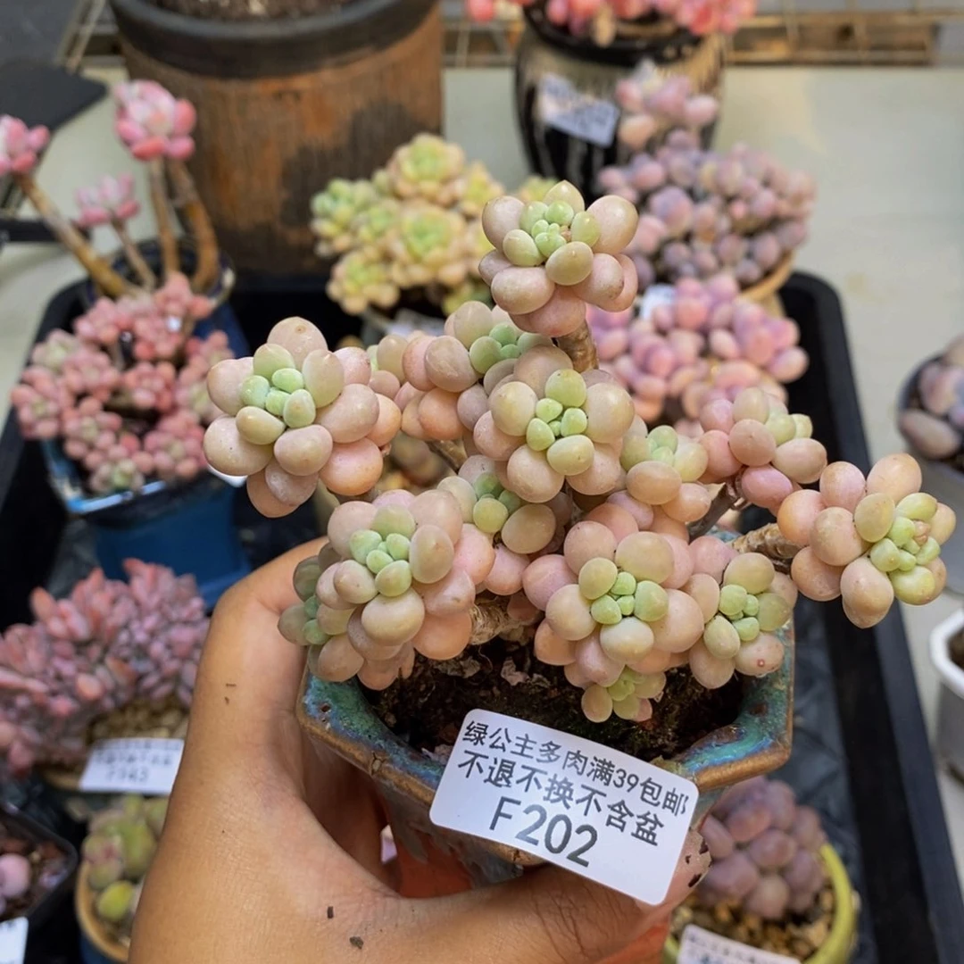 202花朵鱼子酱多肉7c m