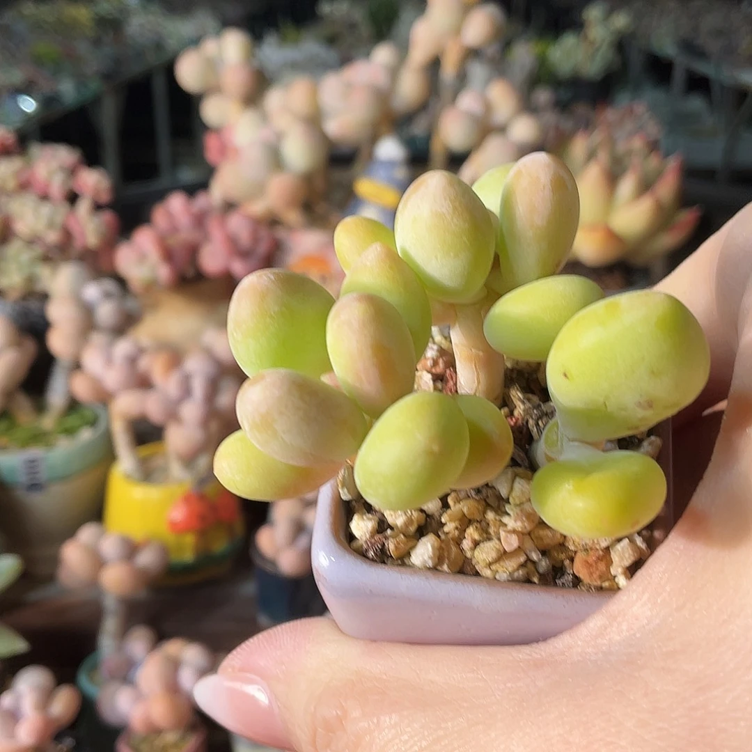 哈***）多肉植物的生长发育和生长发育