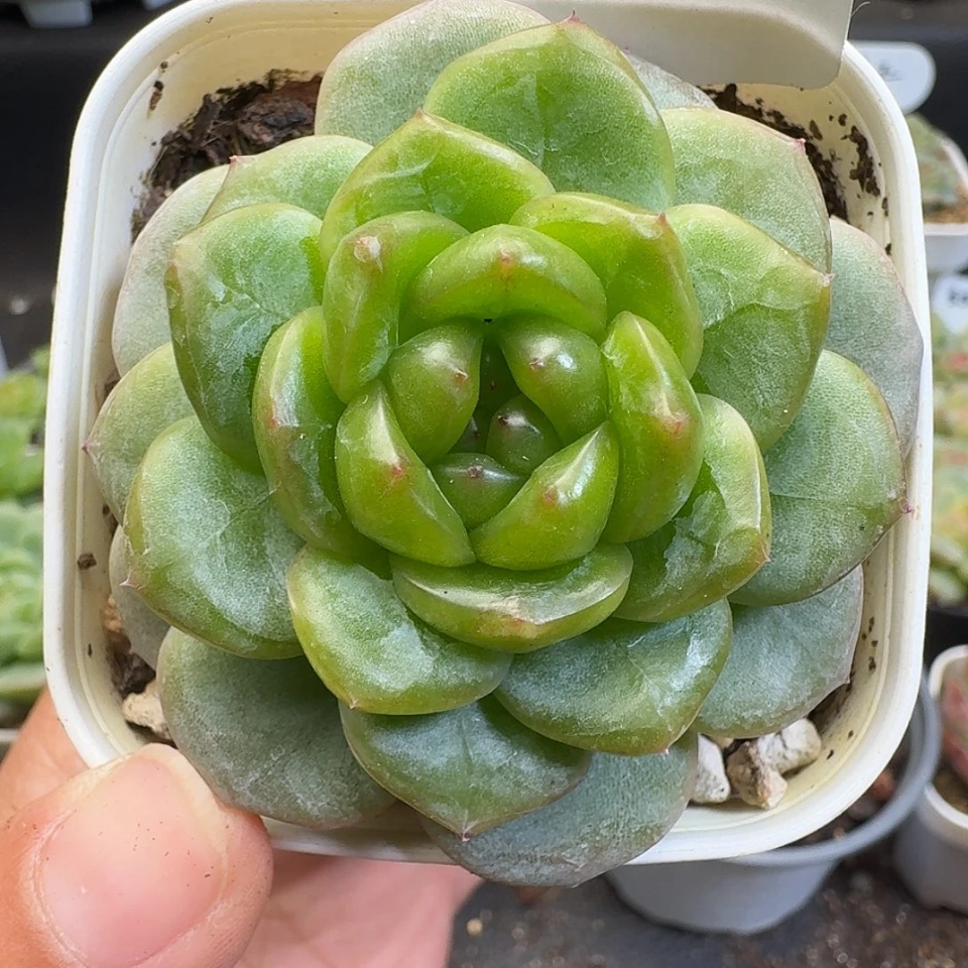 一物一拍一物一拍918-397
