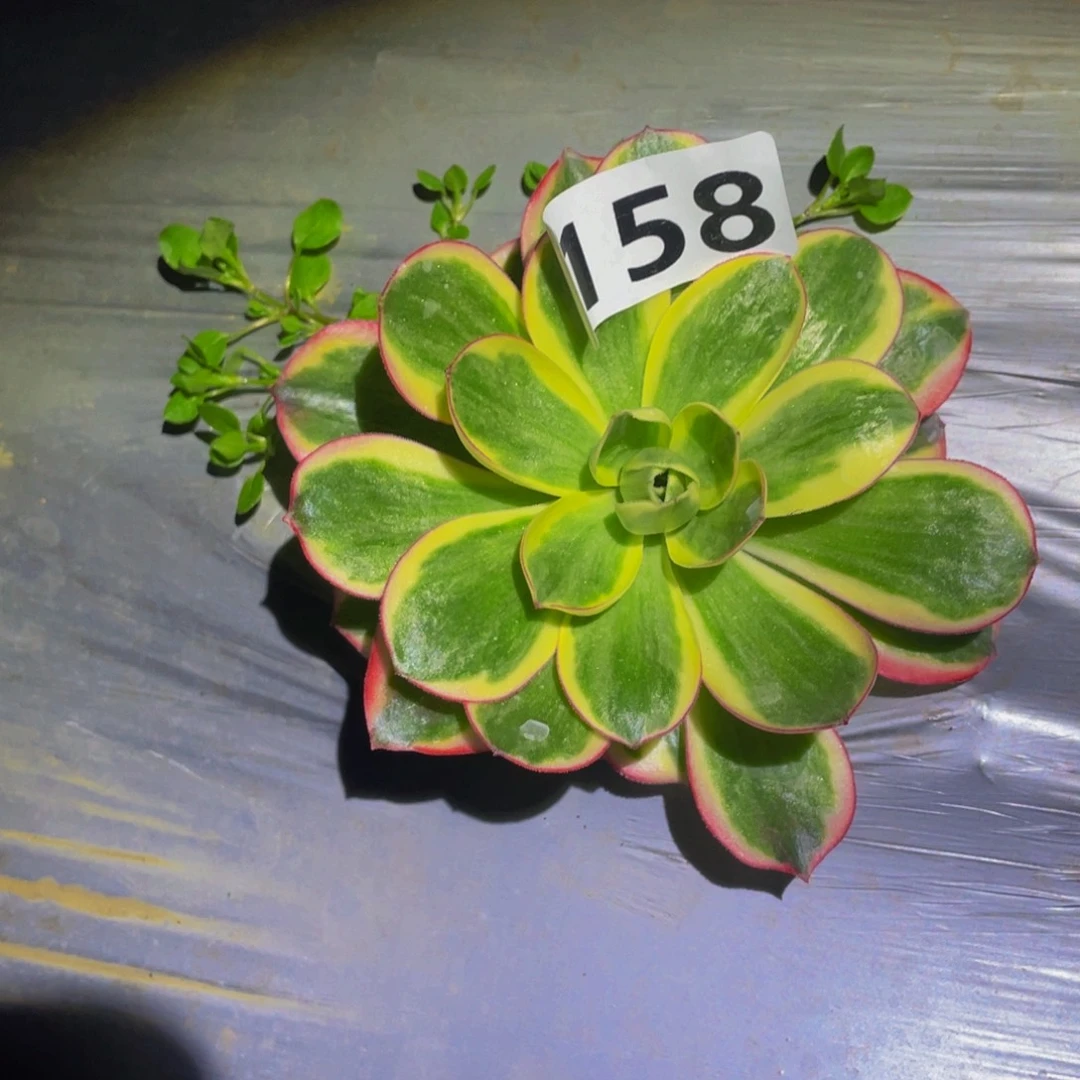 如意多肉植物多肉158