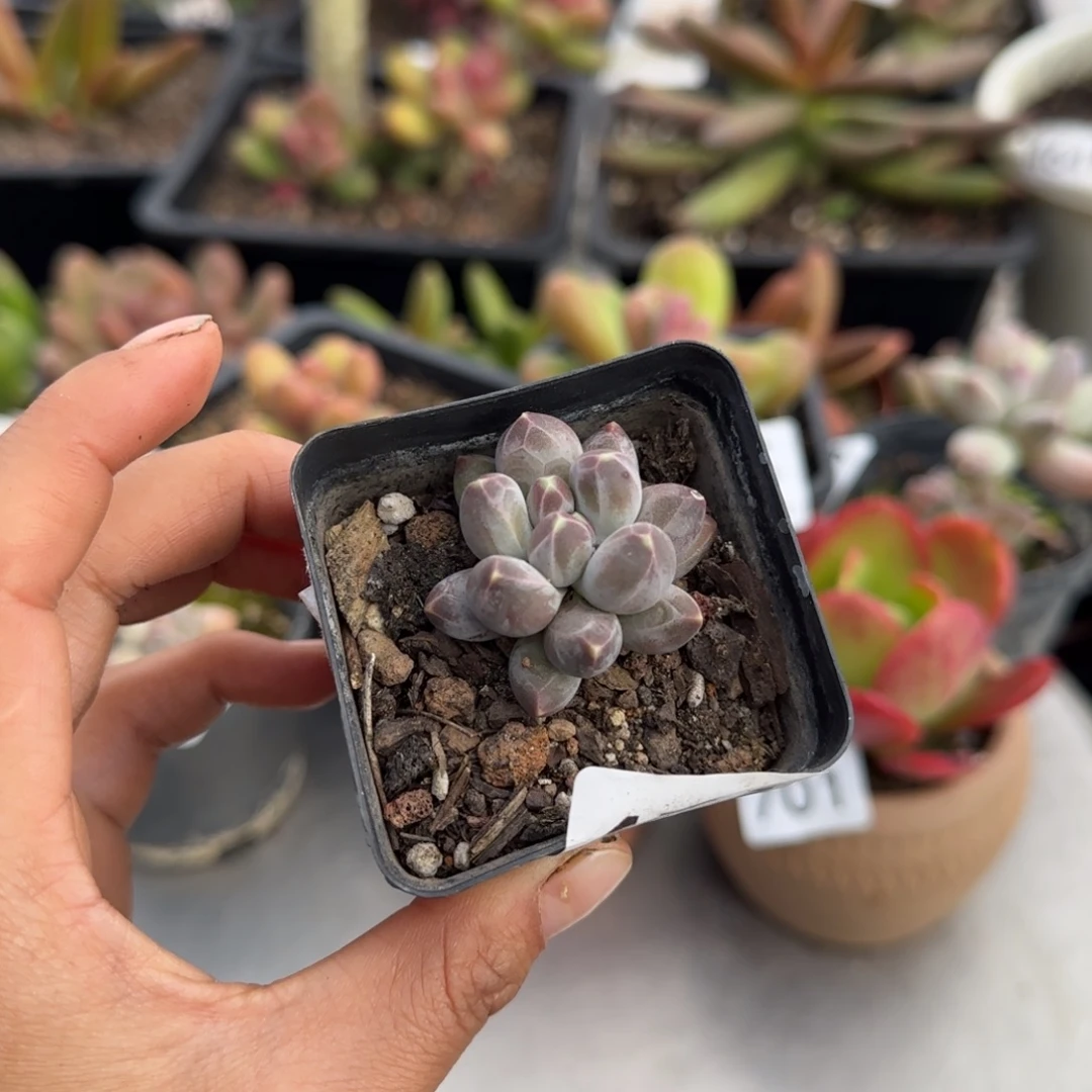 472号一物一拍一物一拍一物一拍