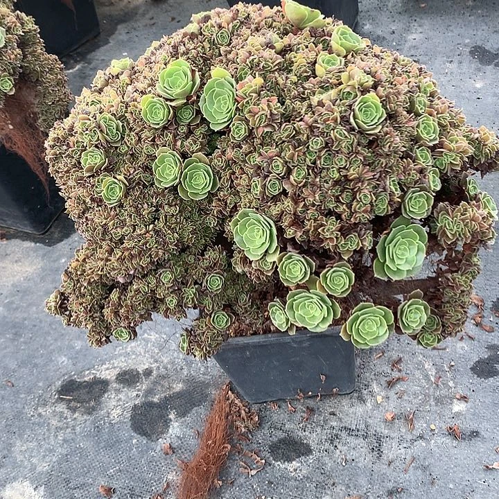 玫瑰朵朵脱土不带盆