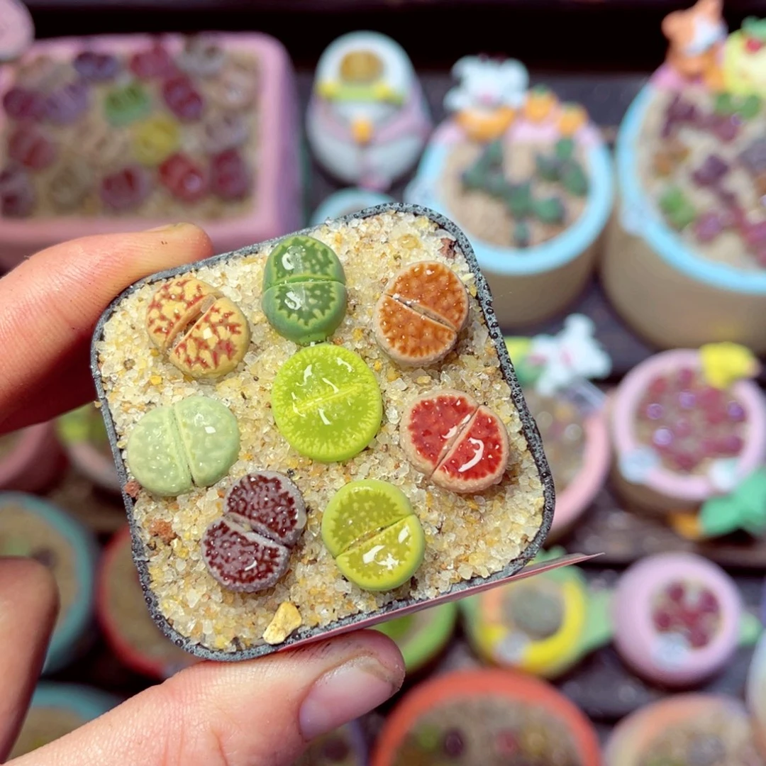 163生石花带盆发1