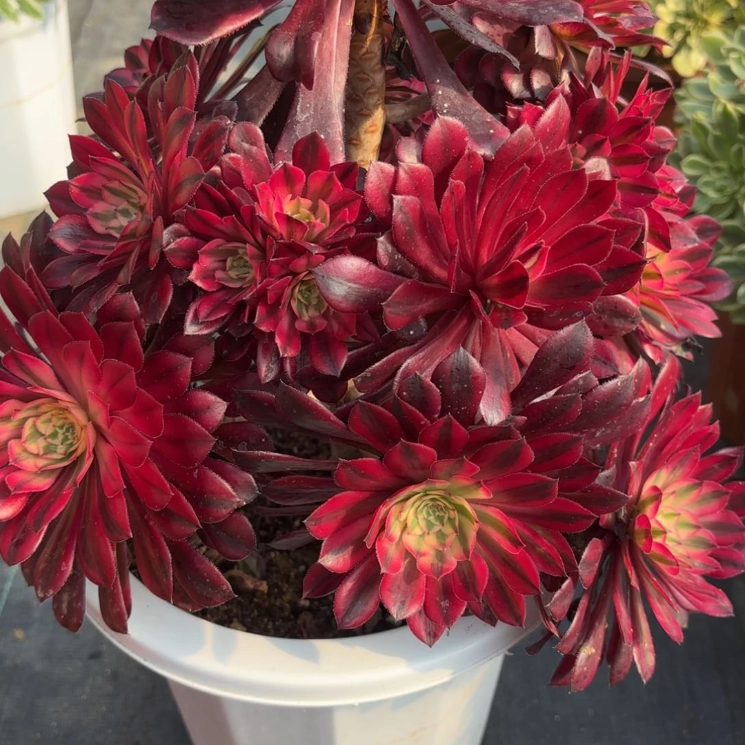 花好月又圆202510