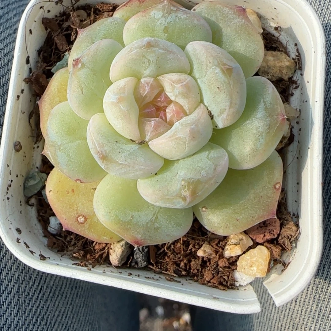 小卡拉米糖心一物一拍