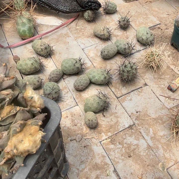 习志野黑狂刺无根仙人球