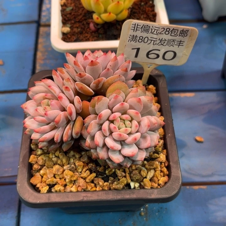 大160，gcvvhbbbhjh