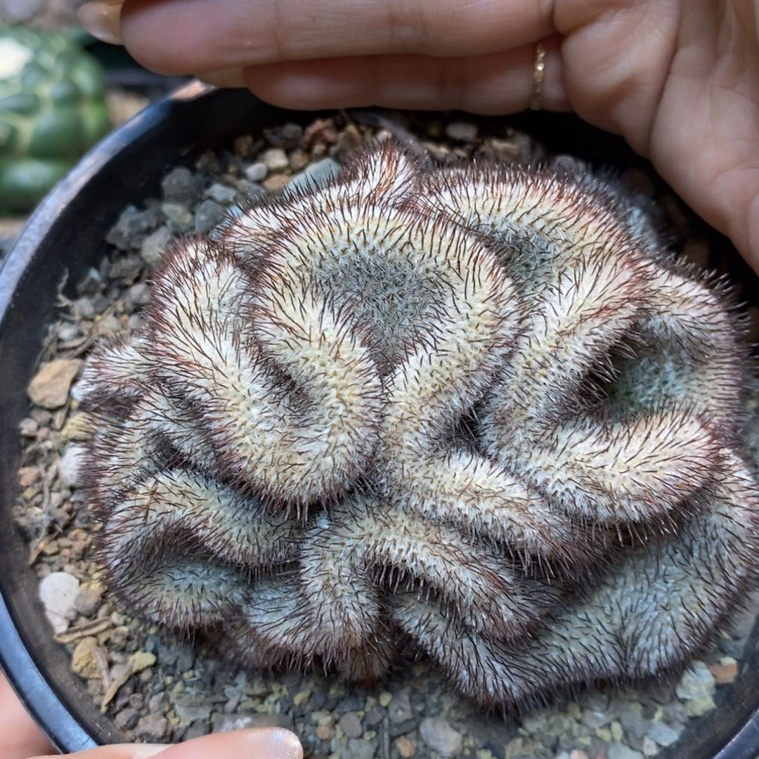 40号 自根出根芽直刺裴蕾缀化9公分