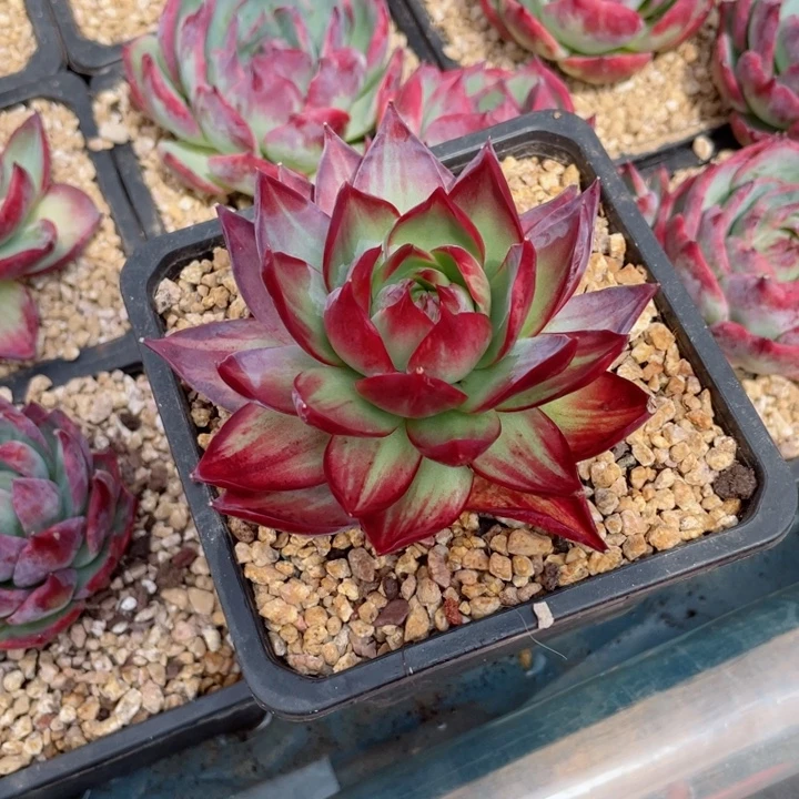 改***袋惊鸿仙子多肉植物5802