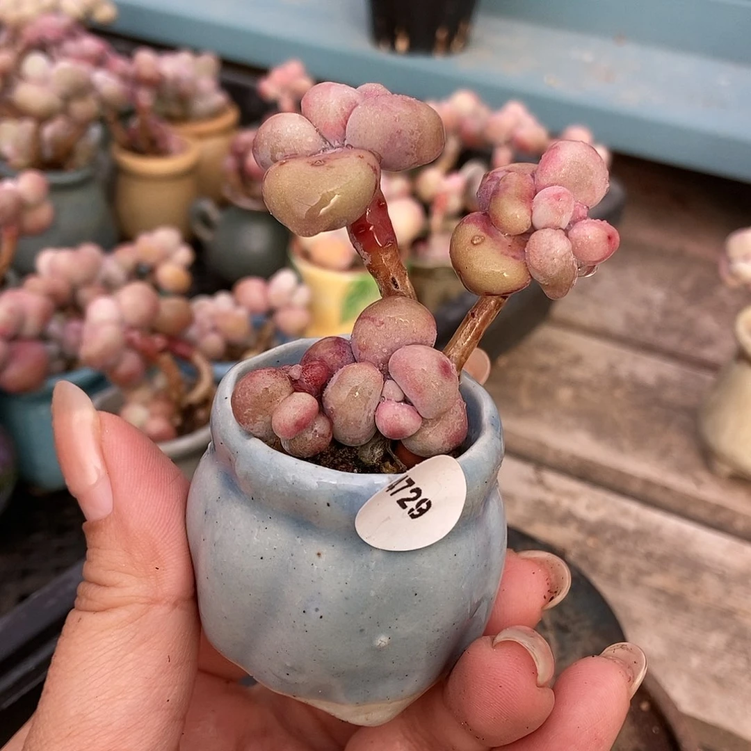 4729糖果腰子蛋带盆土