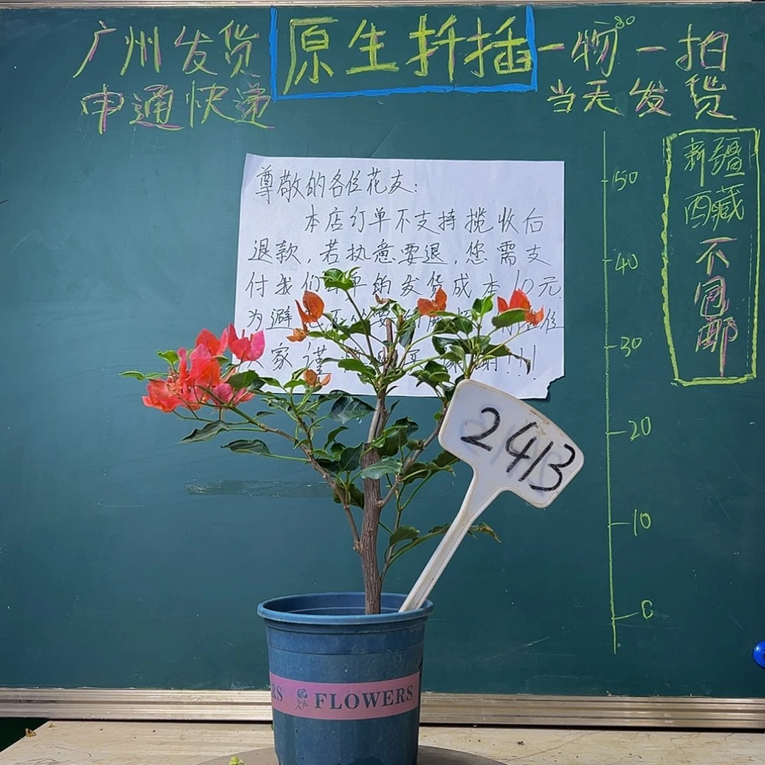 当前无花栽培后可以开花  蒙娜丽莎红  2413