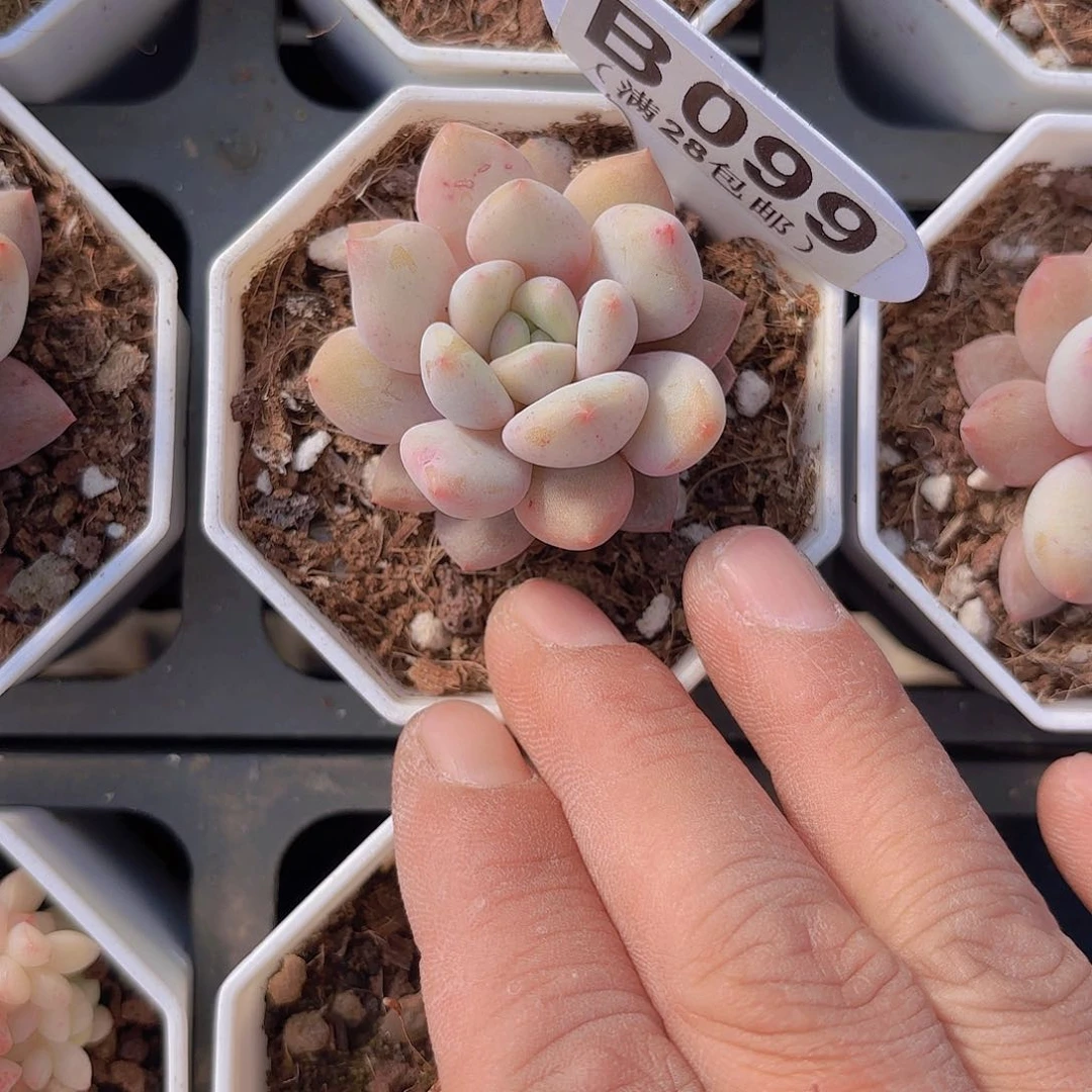 B099半夏一物一拍