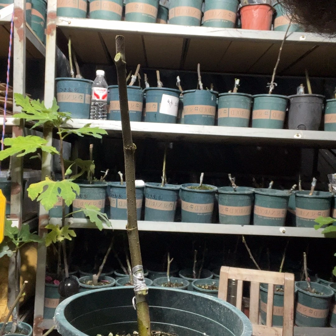 直播间一物一拍白头苗kk