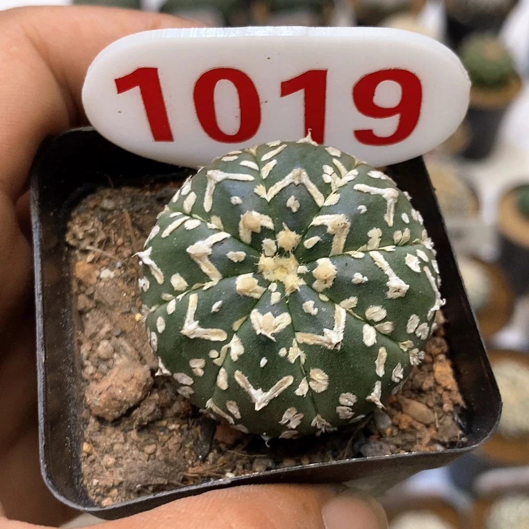 1019福利特价咯啦了来