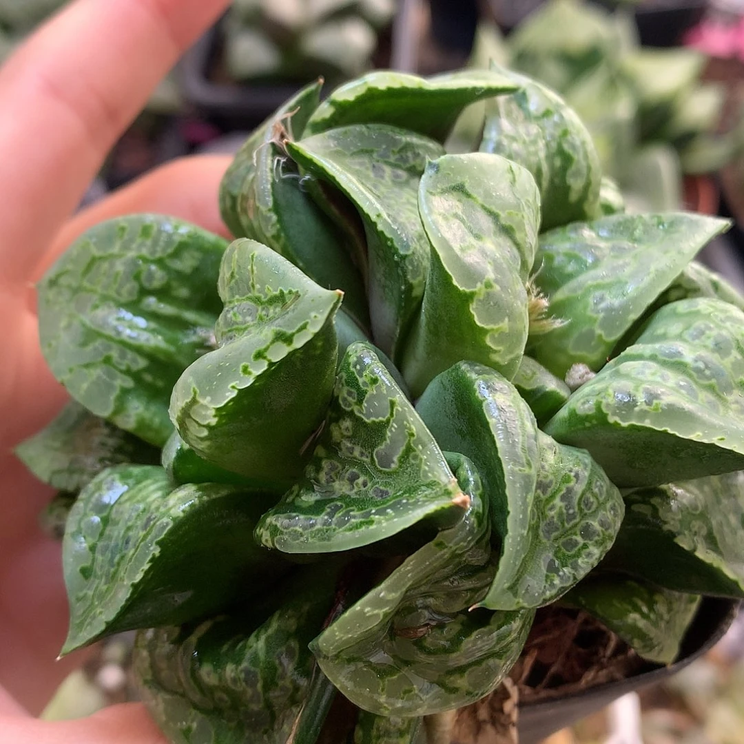 假面舞踏会带盆土发货ton