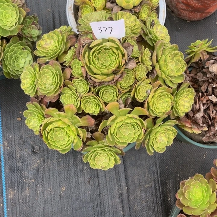 377多肉植物法师老庄