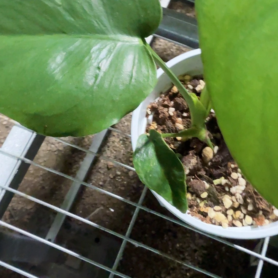 无花朵?***?龟背竹一物一拍