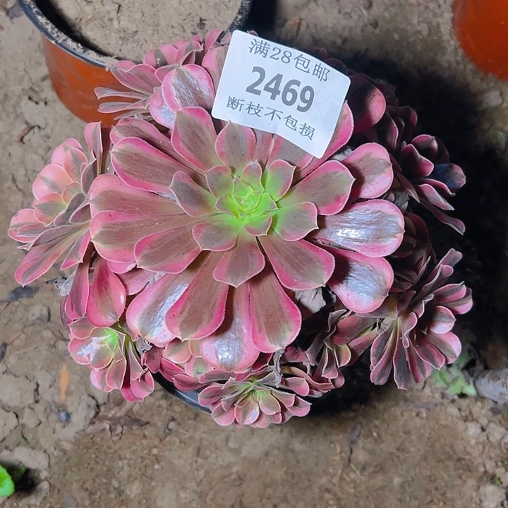 2469美杜莎多肉植物