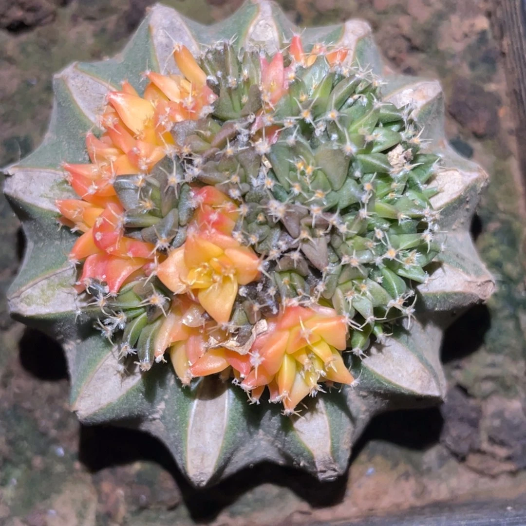 无花朵捧花 帝冠锦群体