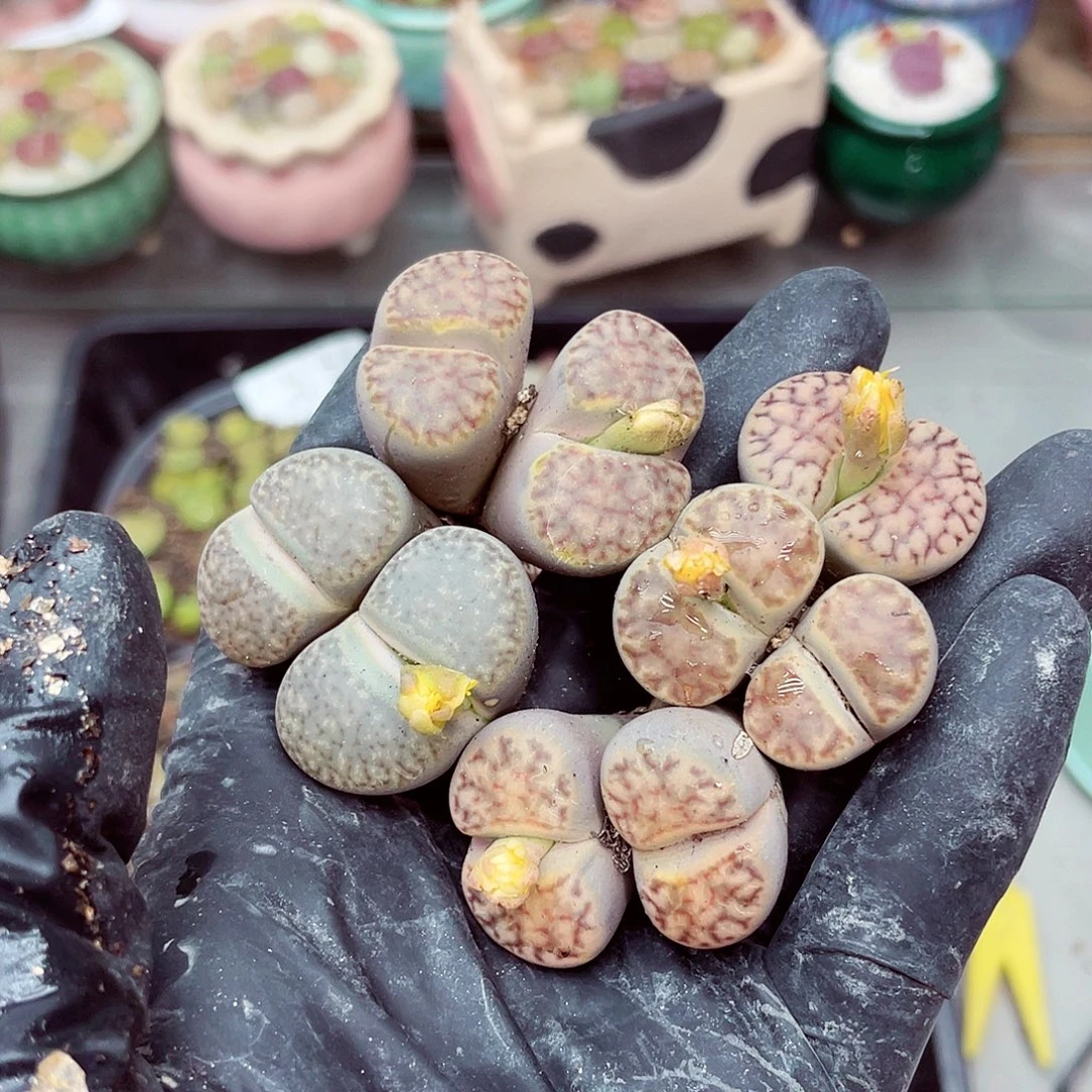 生石花满18包邮0926-78