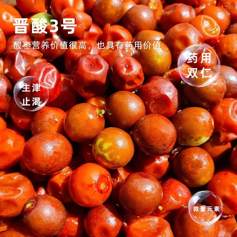 酸枣苗种植工具优质酸枣苗批发市场现挖现发货