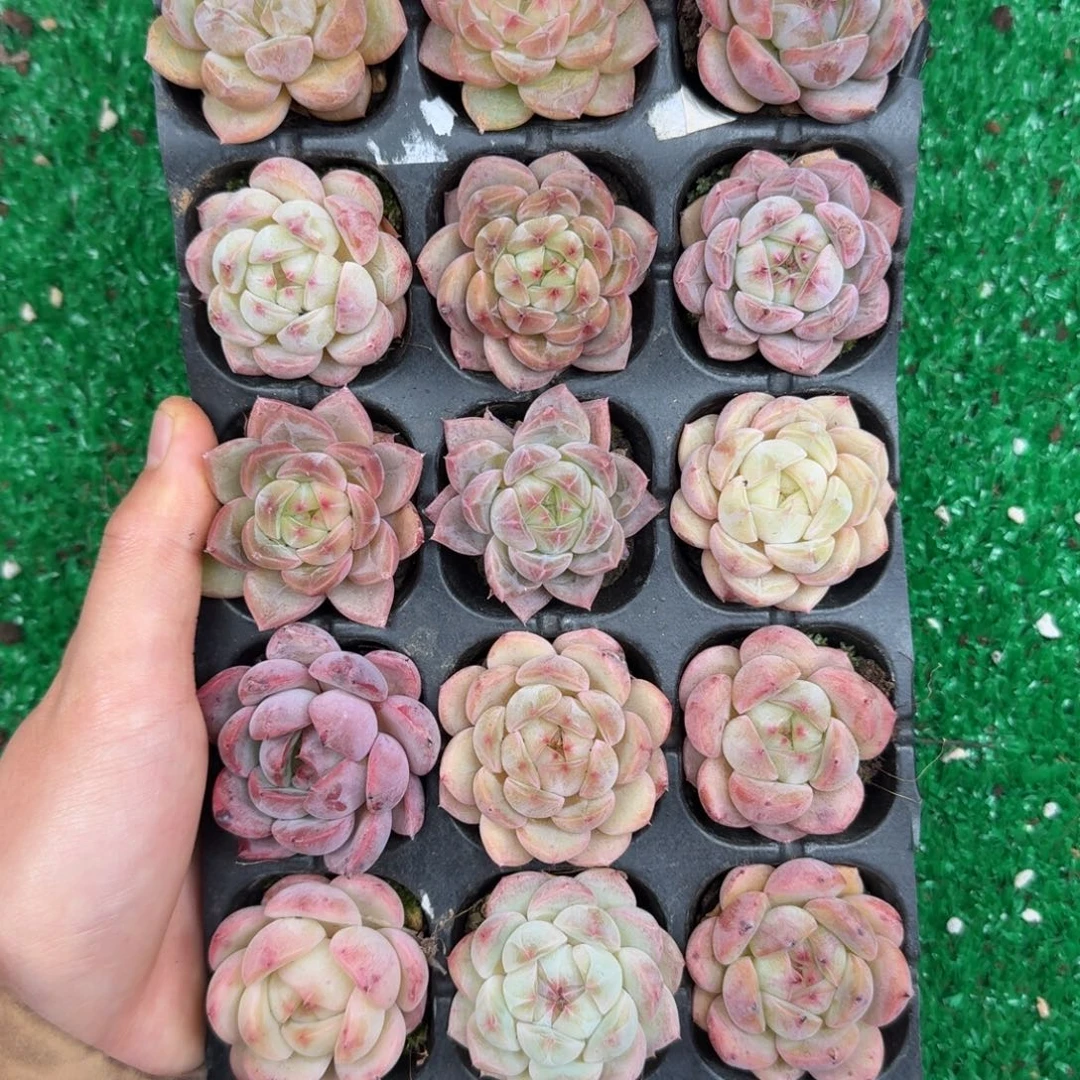 多肉一物一拍13-59
