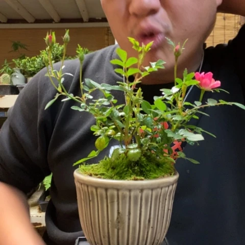 红陶一物一拍所见即所得38