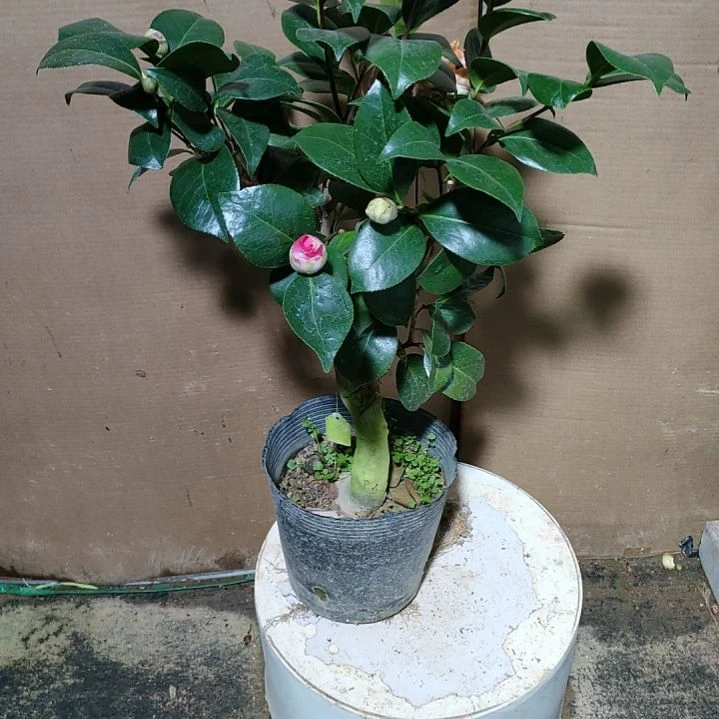 771宽彩带，原盆原土发货，不包邮