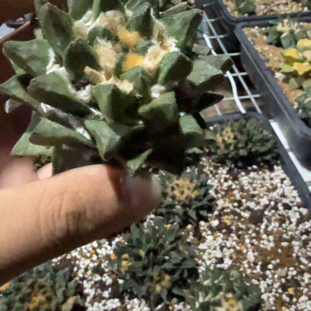云***轻仙人球开花一个福利品有跟